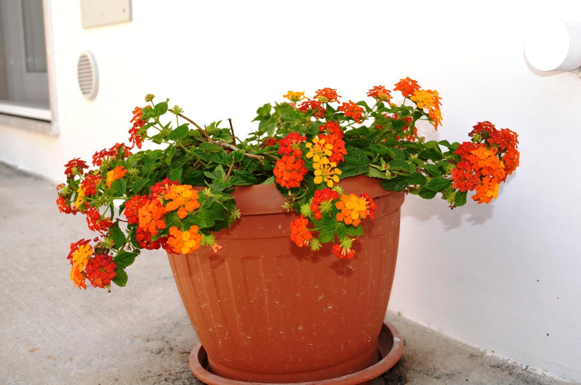 Casa Low Cost Tuglie Luaran gambar